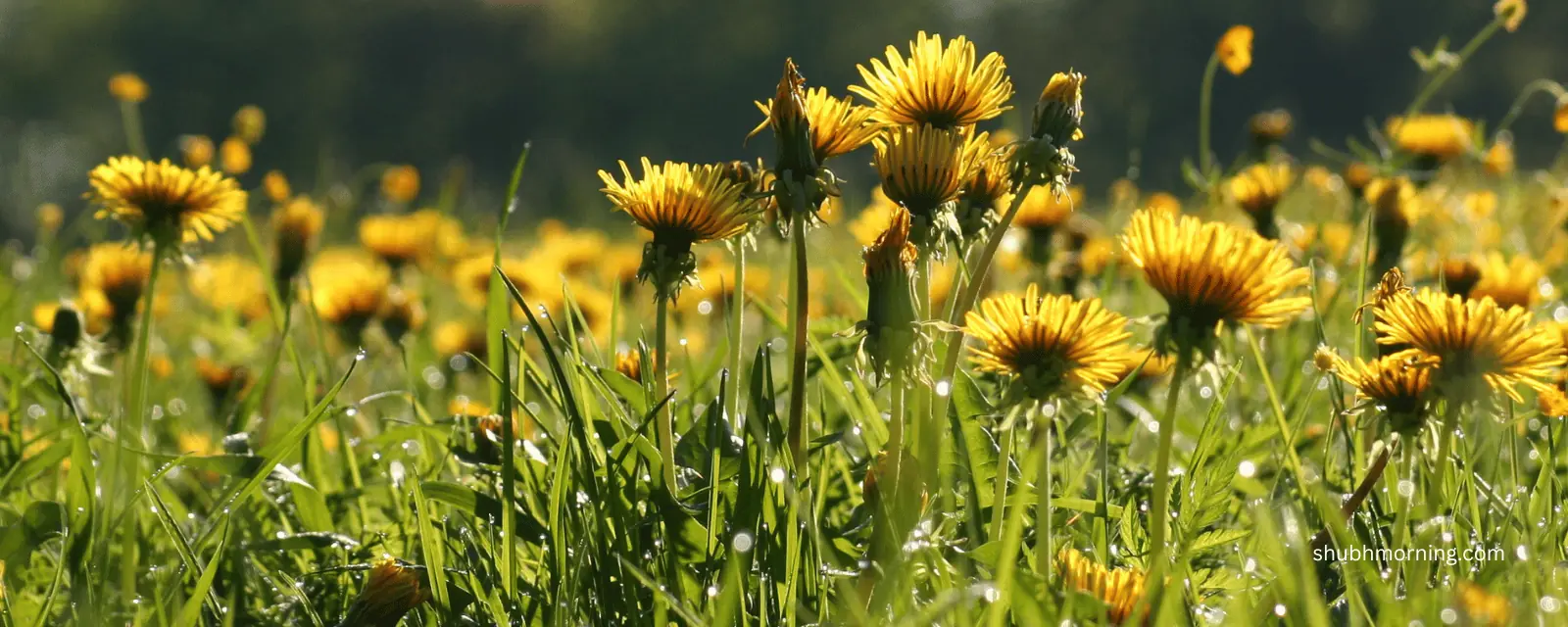 A sunlit field of yellow dandelions beaded with morning dew