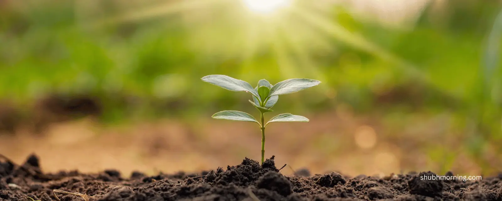 A green seedling in dark soil with sunlight breaking through behind it
