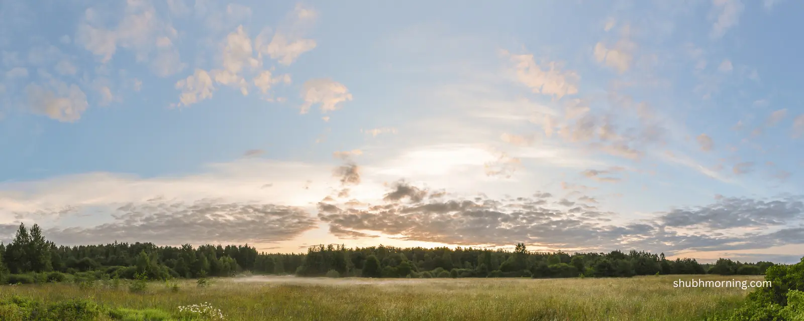 Sunrise over a misty meadow and treeline